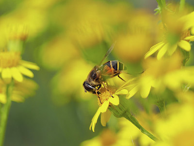 BUITEN BEELD Foto: 357494