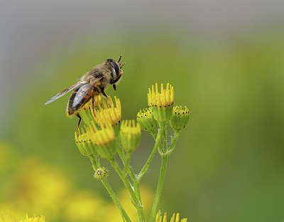 BUITEN BEELD Foto: 357498