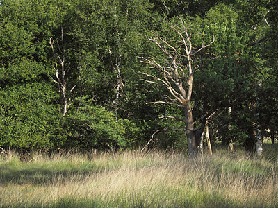 BUITEN BEELD Foto: 357508