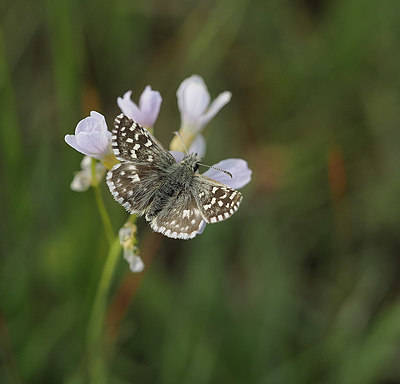 BUITEN BEELD Foto: 357526