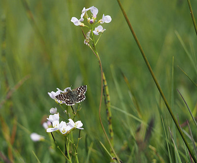 BUITEN BEELD Foto: 357529