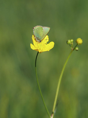 BUITEN BEELD Foto: 357532