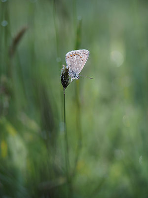 BUITEN BEELD Foto: 357533