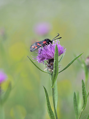 BUITEN BEELD Foto: 357540