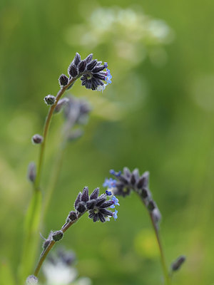 BUITEN BEELD Foto: 357564
