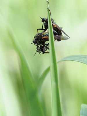 BUITEN BEELD Foto: 357612