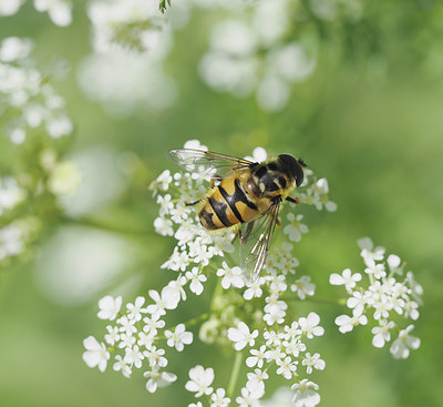 BUITEN BEELD Foto: 357621