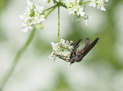 BUITEN BEELD Foto: 357622