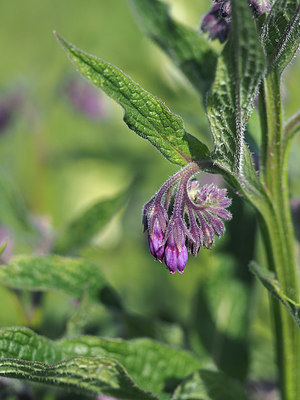 BUITEN BEELD Foto: 357653