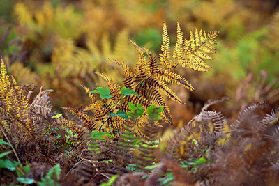 BUITEN BEELD Foto: 357664