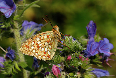 BUITEN BEELD Foto: 357668