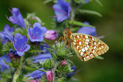 BUITEN BEELD Foto: 357677