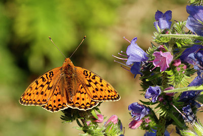 BUITEN BEELD Foto: 357678