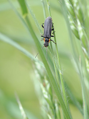 BUITEN BEELD Foto: 357686