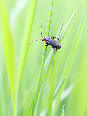 BUITEN BEELD Foto: 357688