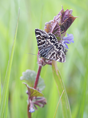 BUITEN BEELD Foto: 357689