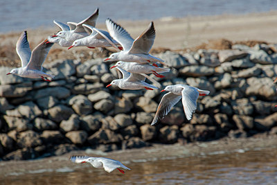 BUITEN BEELD Foto: 357781