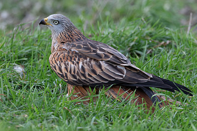 BUITEN BEELD Foto: 357807