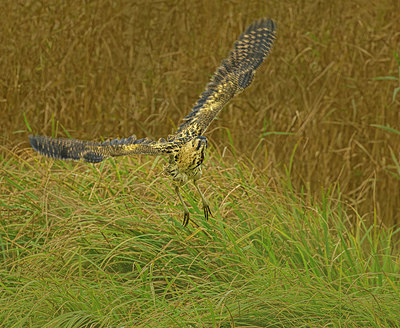 BUITEN BEELD Foto: 357810