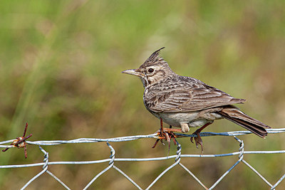 BUITEN BEELD Foto: 357829