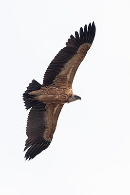 BUITEN BEELD Foto: 357833