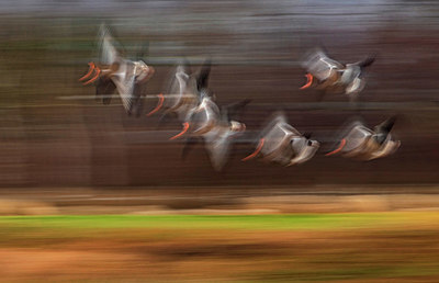 BUITEN BEELD Foto: 357839