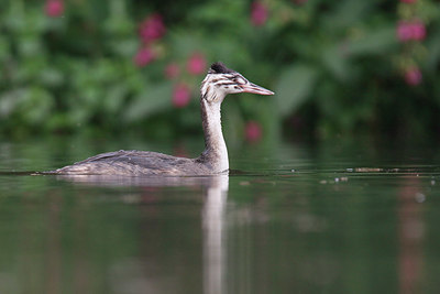 BUITEN BEELD Foto: 357849