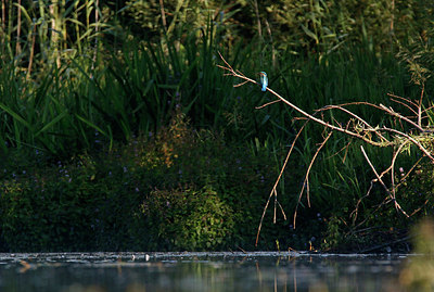 BUITEN BEELD Foto: 357851