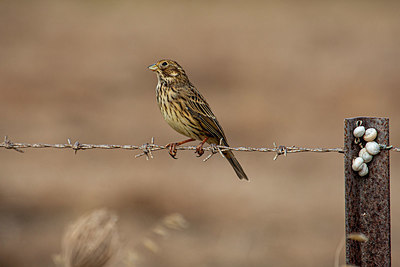 BUITEN BEELD Foto: 357865