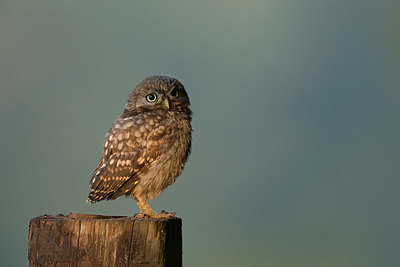 BUITEN BEELD Foto: 357875