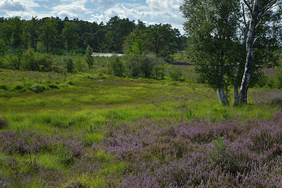 BUITEN BEELD Foto: 357886