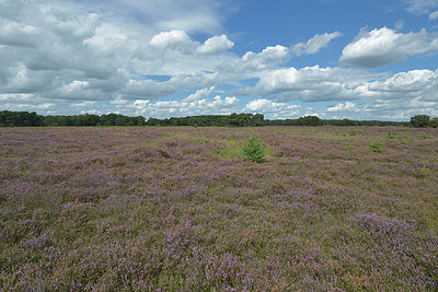 BUITEN BEELD Foto: 357902