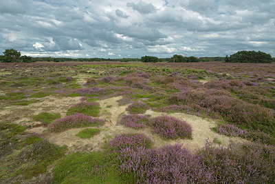 BUITEN BEELD Foto: 357910