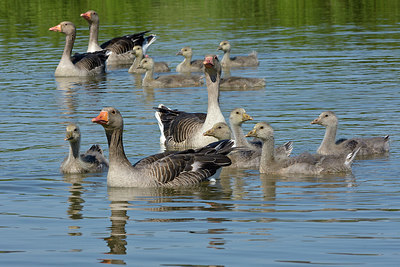 BUITEN BEELD Foto: 357939