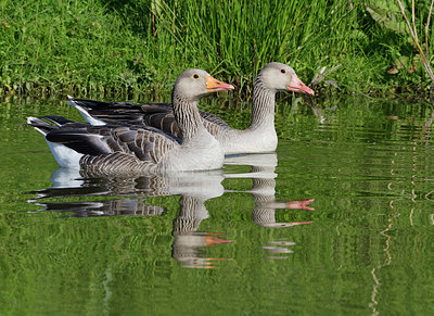 BUITEN BEELD Foto: 357941