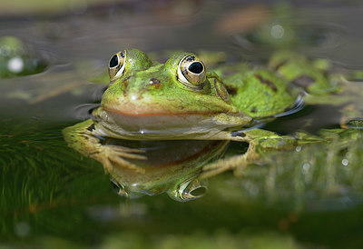 BUITEN BEELD Foto: 357942