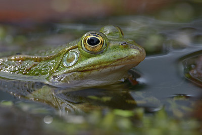 BUITEN BEELD Foto: 357944