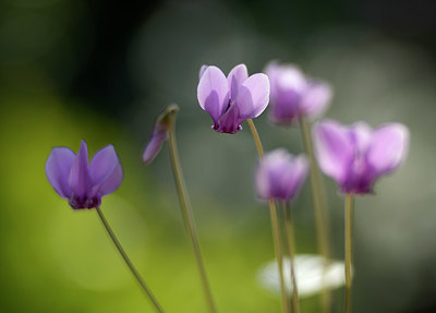 BUITEN BEELD Foto: 357953
