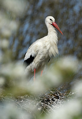 BUITEN BEELD Foto: 357984