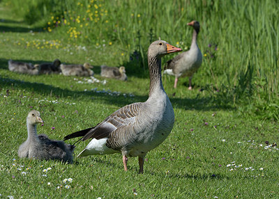 BUITEN BEELD Foto: 357996