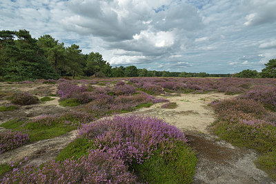 BUITEN BEELD Foto: 358024