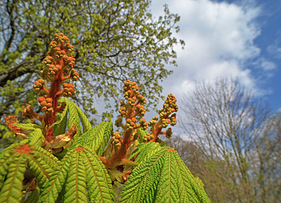 BUITEN BEELD Foto: 358027