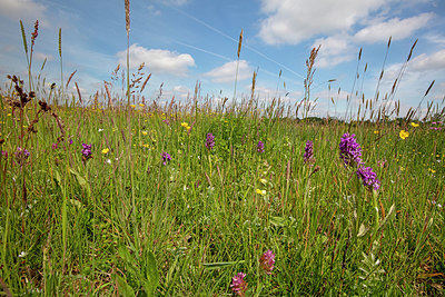 BUITEN BEELD Foto: 358045