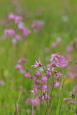 BUITEN BEELD Foto: 358049