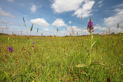 BUITEN BEELD Foto: 358060