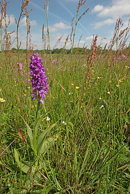 BUITEN BEELD Foto: 358063