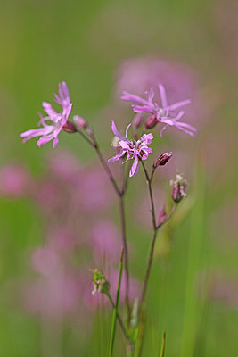 BUITEN BEELD Foto: 358071