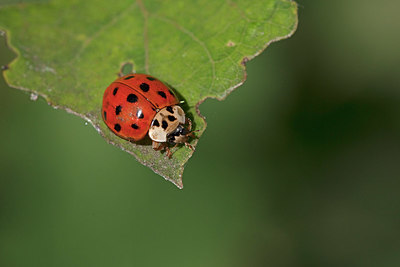 BUITEN BEELD Foto: 358081