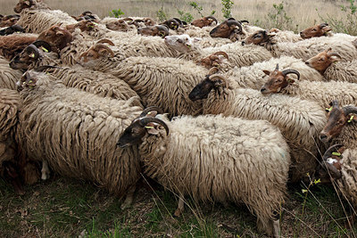 BUITEN BEELD Foto: 358098