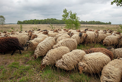 BUITEN BEELD Foto: 358106